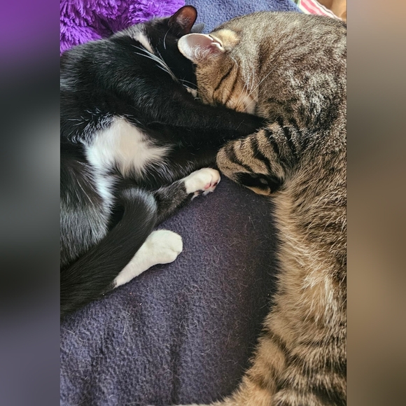 Meet your Posher, Noreen - Picture 3 of 7